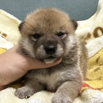 柴犬(標準サイズ)【岡山県・男の子・2025年9月10日・赤】の写真「兄弟で元気いっぱい過ごしてます😊」