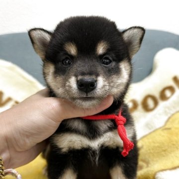 柴犬(標準サイズ)【岡山県・女の子・2025年8月25日・黒】の写真「お母さんと一緒に姉妹仲良くすごしてます😊👍」