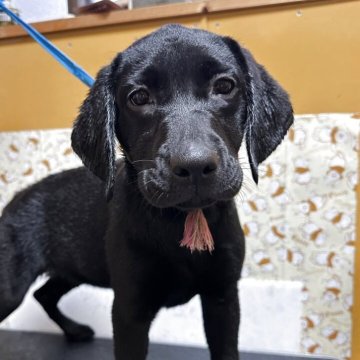 ラブラドールレトリバー【岡山県・女の子・2025年7月23日・ブラック】の写真「可愛いですよー😌」