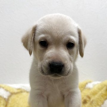 ラブラドールレトリバー【岡山県・男の子・2025年7月23日・イエロー】の写真「唯一のイエローくん😌」