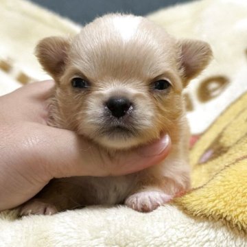 チワワ(ロング)【岡山県・男の子・2025年8月27日・クリーム&ホワイト】の写真「イケメンくん🐶」