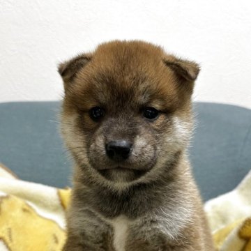 柴犬(標準サイズ)【岡山県・男の子・2025年11月8日・赤】の写真「しっぽが短い柴くん😉😉」