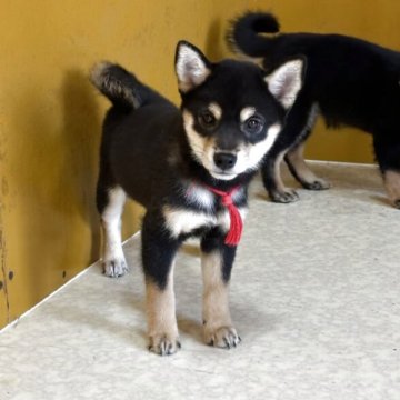 柴犬(標準サイズ)【岡山県・女の子・2025年8月25日・黒】の写真「姉妹仲良く過ごしてます😊」
