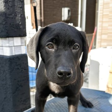 ラブラドールレトリバー【岡山県・男の子・2025年7月23日・ブラック】の写真「よく食べよく遊びよく寝てます😊☺️」