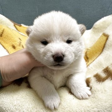 柴犬(豆柴)【岡山県・男の子・2025年10月30日・白柴】の写真「唯一のおんなのこ❤️」