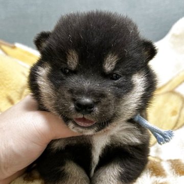 柴犬(豆柴)【岡山県・男の子・2025年10月30日・白柴】の写真「配色いいです👍」