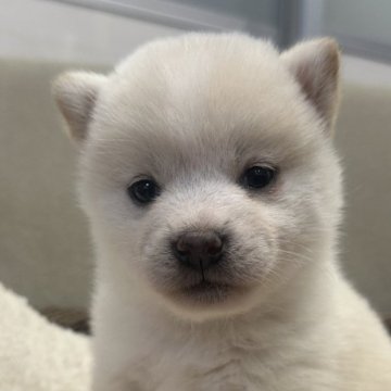 柴犬(豆柴)【岡山県・女の子・2024年12月8日・白柴】の写真「豆柴出産ラッシュの為少しお安くしてます❣️」