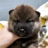 柴犬(標準サイズ)