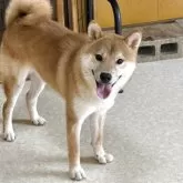 柴犬(標準サイズ)