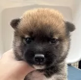 柴犬(標準サイズ)