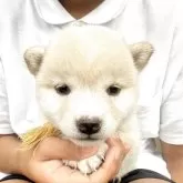 豆柴