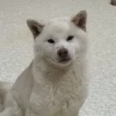 柴犬(標準サイズ)
