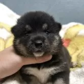 豆柴