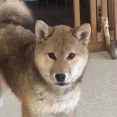 柴犬(標準サイズ)
