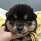 豆柴