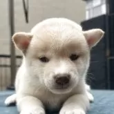 豆柴