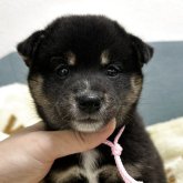 柴犬(標準サイズ)