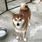 柴犬(標準サイズ)