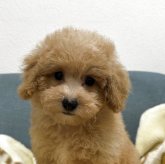 トイプードル(トイ)