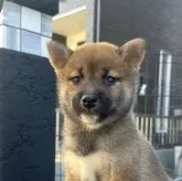 柴犬(標準サイズ)