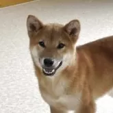 柴犬(標準サイズ)