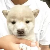豆柴