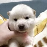 柴犬(標準サイズ)