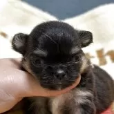 チワワ(ロング)