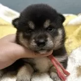 豆柴