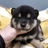 豆柴【岡山県・男の子・2025年11月17日・黒】の写真1