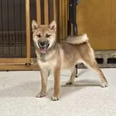 柴犬(標準サイズ)【岡山県・女の子・2025年5月23日・赤】の写真2