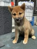柴犬(標準サイズ)【岡山県・女の子・2025年5月23日・赤】の写真3