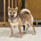 柴犬(標準サイズ)【岡山県・女の子・2025年5月23日・赤】の写真3