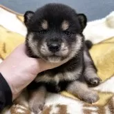 豆柴【岡山県・男の子・2025年11月17日・黒】の写真3