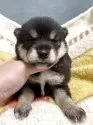 柴犬(標準サイズ)【岡山県・女の子・2025年8月25日・黒】の写真4