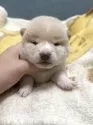 豆柴【岡山県・女の子・2025年5月2日・白柴】の写真5