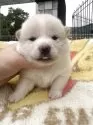柴犬(標準サイズ)【岡山県・女の子・2025年5月23日・白】の写真7