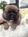 柴犬(標準サイズ)【岡山県・女の子・2025年5月23日・赤】の写真7