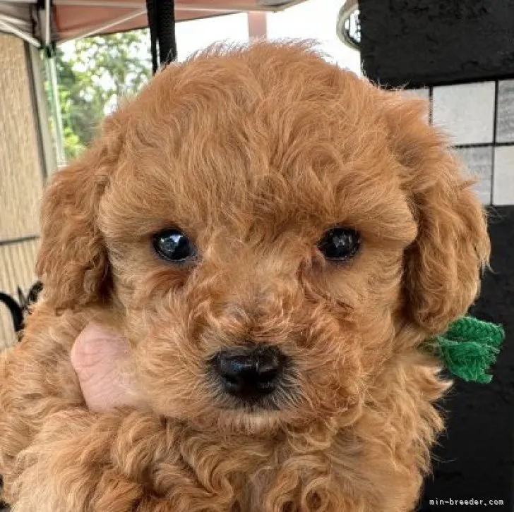 ID：2309-05800の子犬