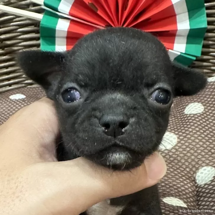 ID:2408-03952の子犬