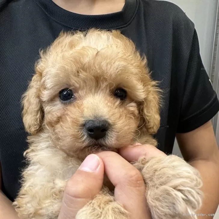 ID：2312-00602の子犬