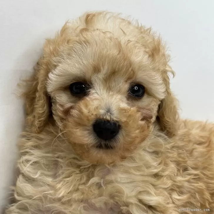 ID：2312-00728の子犬