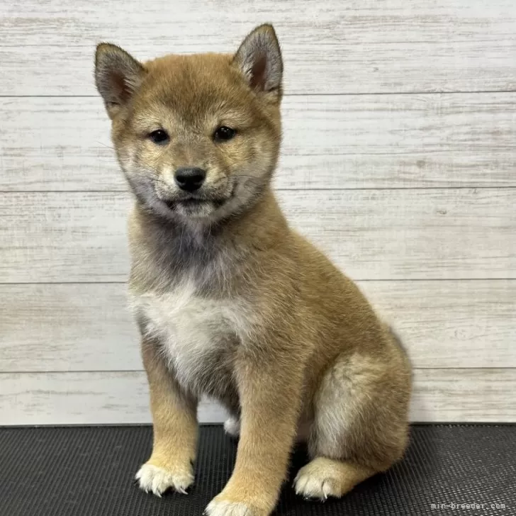ID：2312-01239の子犬