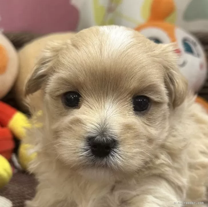 ID：2408-08703の子犬