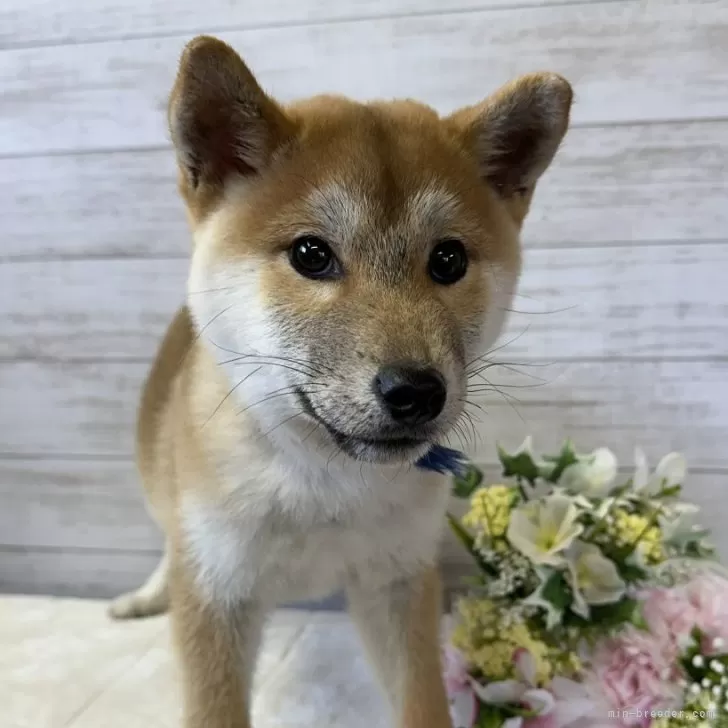 ID:2312-05390の子犬