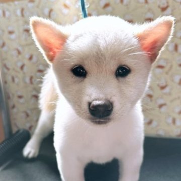 柴犬(標準サイズ)【岡山県・男の子・2023年8月5日・白】の写真「可愛いすぎます❤️」