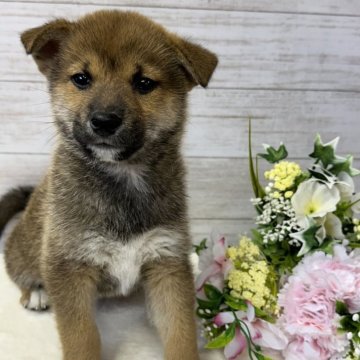 柴犬(標準サイズ)【岡山県・男の子・2024年1月30日・赤】の写真「赤柴の男の子❣️」