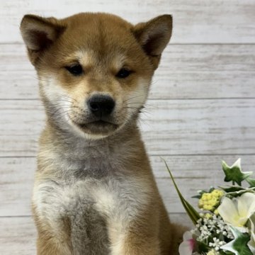 柴犬(標準サイズ)【岡山県・男の子・2024年1月24日・赤】の写真「赤柴の男の子👦」