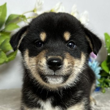 柴犬(豆柴)【岡山県・男の子・2024年4月4日・黒】の写真「配色抜群な黒柴くん‼️」