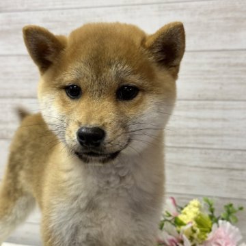 柴犬(豆柴)【岡山県・男の子・2023年12月5日・赤】の写真「よく食べよく遊ぶ男な子‼️」